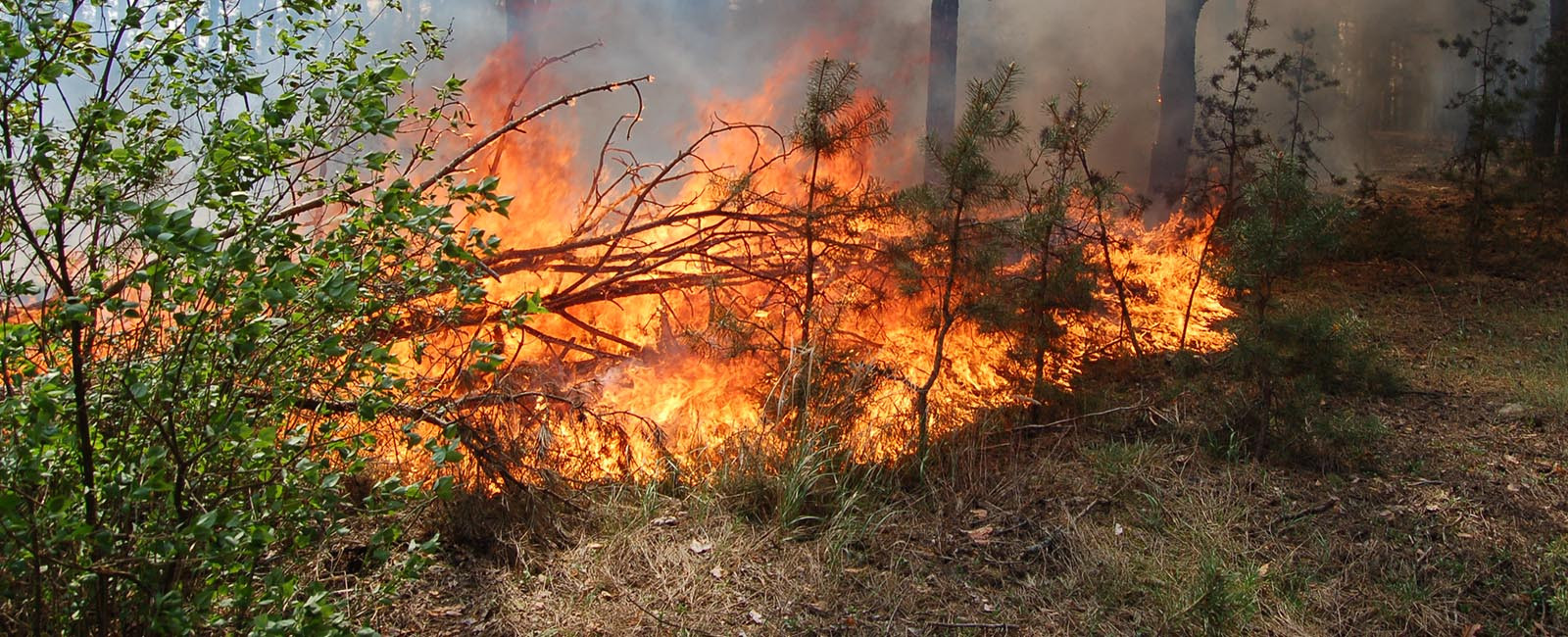 Лісова низова пожежа