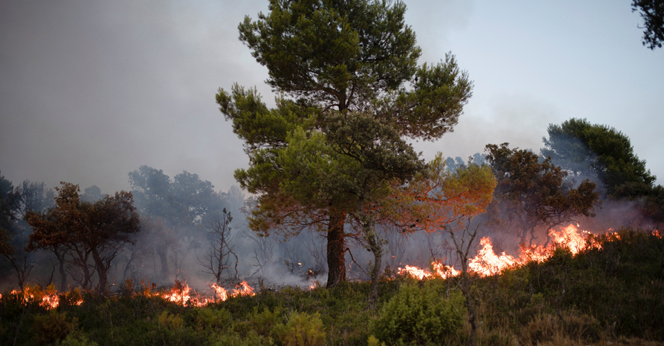 Лісова пожежа