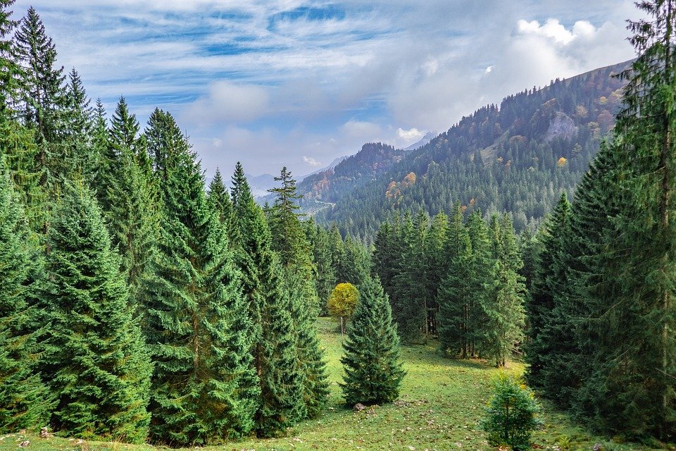 Ліси Карпати