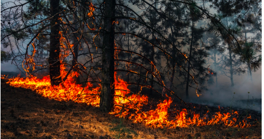 Низова лісова пожежа
