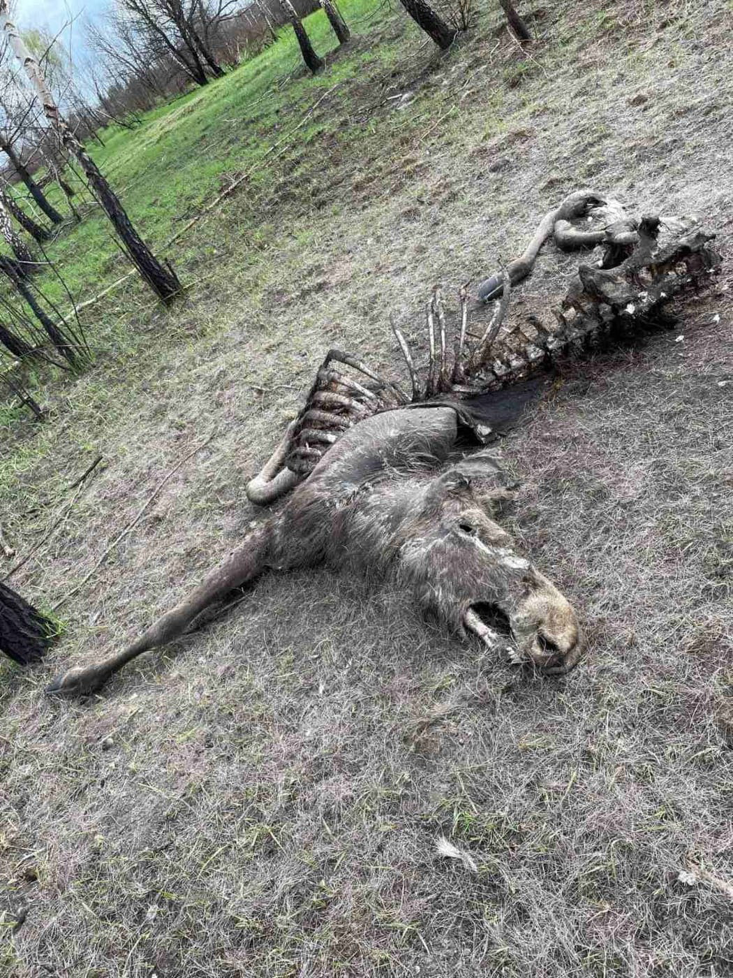 07.04.2023 Заповідник Древлянський проєкт Форест 4